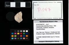 Foto (Objekt + Etikett) von Goniodromites bidentatus (Reuss, 1858)  (NHMW-GEO-2014-0194-0197)